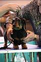 Crufts2011_2 1306